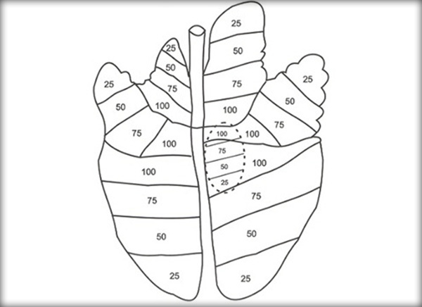Ảnh 2: Cách chia mỗi thùy phổi thành 4 phần bằng nhau – chuyển thể từ  Sobestiansky và Barcellos, 2007