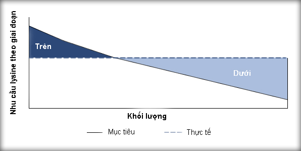 Hình 3: nhu cầu lysine theo từng giai đoạn phát triển của heo so với mức lysine trong một khẩu phần ăn bình thường