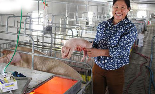 Trại chăn nuôi lợn nái ngoại của gia đình chị Hồ Thị Hồng, xã Quỳnh Bảng (Quỳnh Lưu).