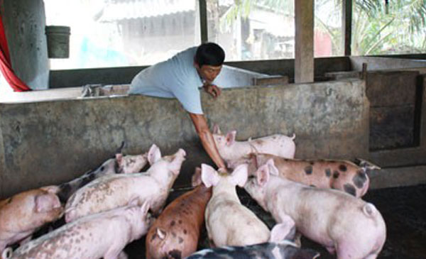 Anh Bùi Văn Son đang cho đàn heo ăn.