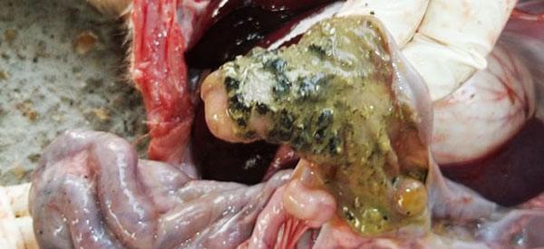 Viêm ruột hoại tử gây ra bởi vi khuẩn Salmonella typhymurium  trong một con heo 5 tuần tuổi