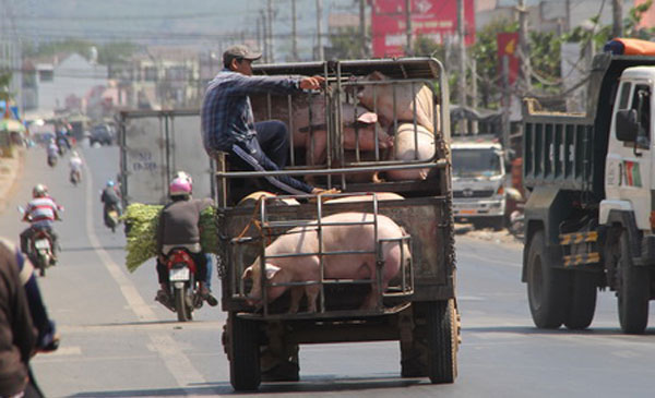 Thương lái Trung Quốc chuộng thu gom heo Việt. Ảnh: Phước Tuấn