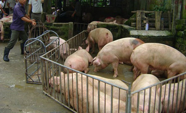 Người dân xã Vũ Bản (Bình Lục, Hà Nam) xuất bán lợn. Ảnh: H.T