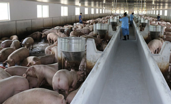 Sau khi Trung Quốc đột ngột ngưng mua heo Việt Nam từ tháng 12, khủng hoảng thừa thịt heo là điều tất yếu, khi những người nuôi heo bất kể đến tình hình thị trường mà TGTT đã cảnh báo từ đầu năm 2016.