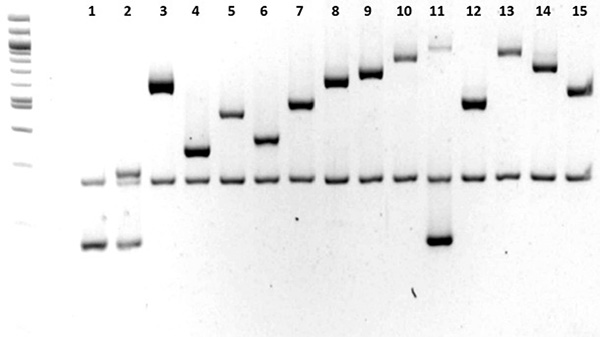 Hình 2: đặc tính của typ huyết thanh H.parasuis bằng phương pháp PCR