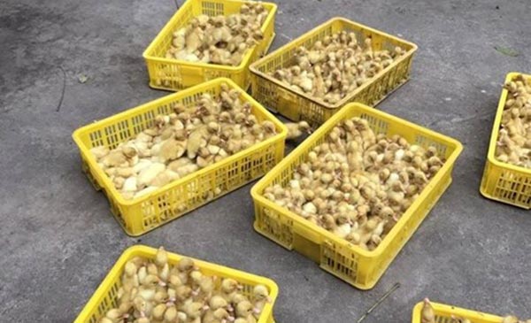 Đội QLTT huyện Chi Lăng chặn bắt 6500 con gia cầm giống. 