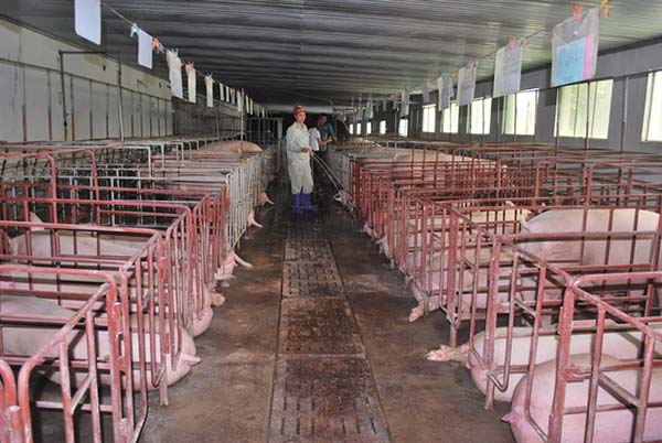Năm 2016, số lượng trang trại lợn lớn và vừa đã tăng tới 23%