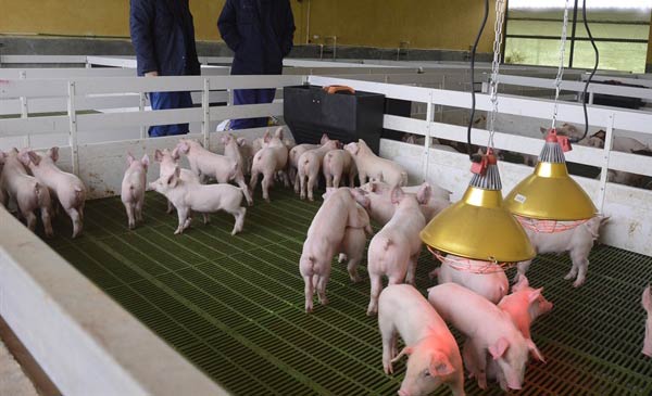  Cục Chăn nuôi khuyến cáo không tăng thêm số lượng lợn nái