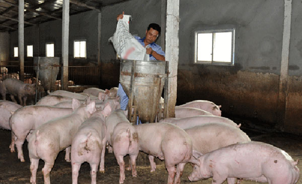  Anh Hoàng Văn Điền chăm sóc đàn lợn thương phẩm tại trang trại của gia đình ở huyện Yên Mô (Ninh Bình). Ảnh: Trần Quang