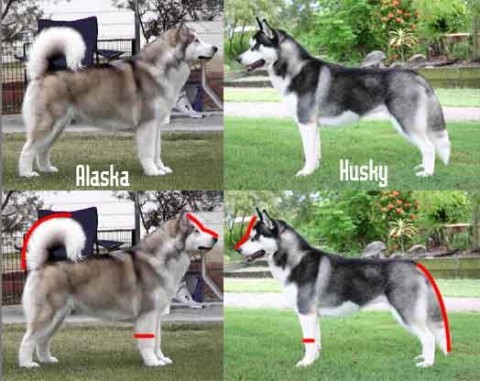 Phân biệt vóc dáng alaska và husky