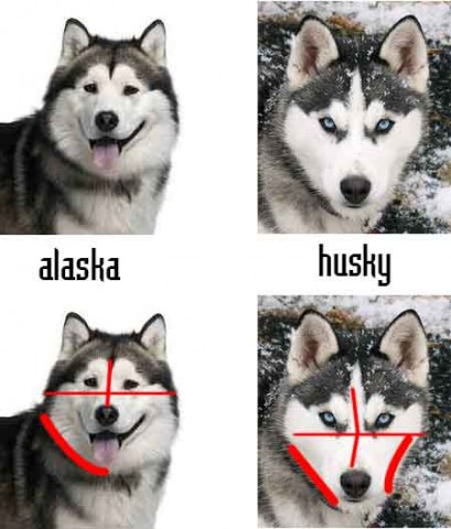 Phân biệt phần mặt Alaska và Husky