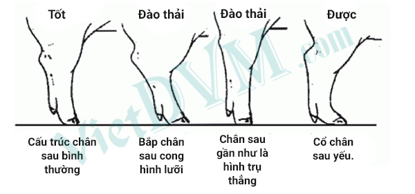 Loại thải những heo hậu bị có 3 kiểu chân như trên hình.