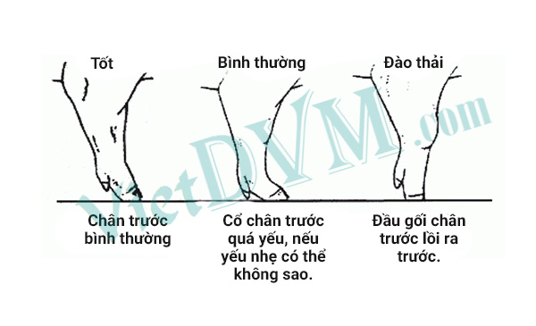 Nên loại thải những heo hậu bị có móng nhỏ.