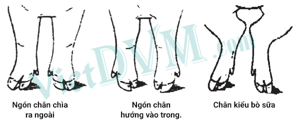 Loại thải những heo hậu bị có 3 kiểu chân như trên hình.