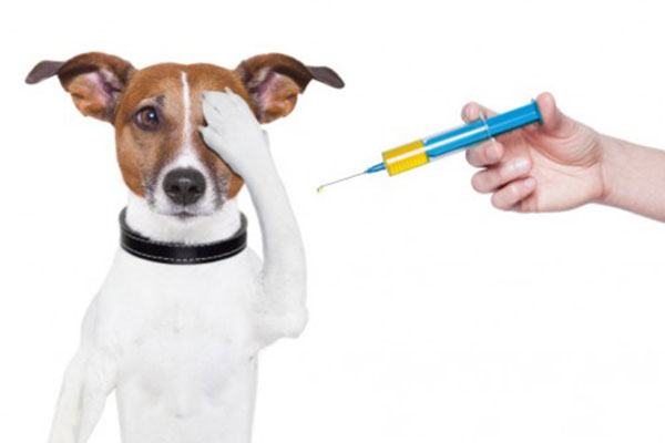 Nên tiêm phòng định kỳ vaccine cho chó.