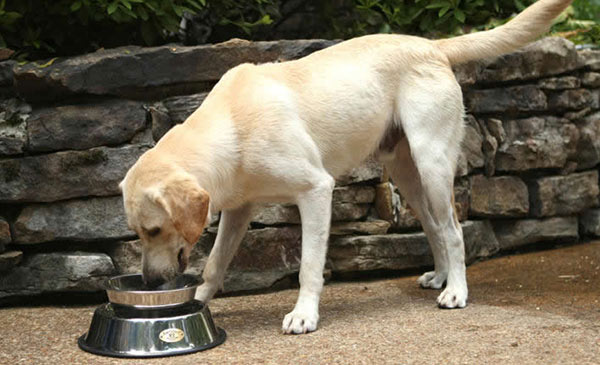 Cho chó ăn vào bát ăn và vị trí cố định
