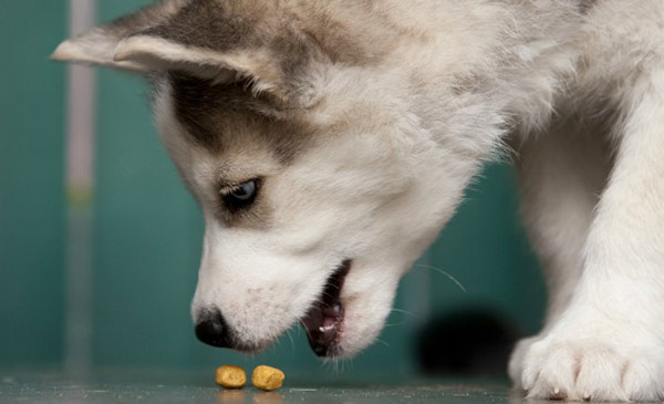 Huấn luyện chó không ăn bả (nguồn: Internet)