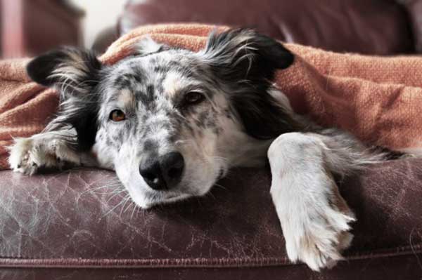 Không nên tiêm vaccine cho chó khi vật nuôi mệt mỏi
