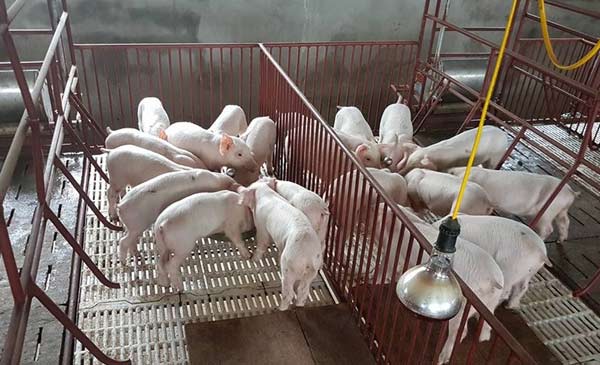 Để giải quyết lâu dài với ngành chăn nuôi heo Việt Nam cần chủ động cấm bán heo tiểu ngạch sang Trung Quốc