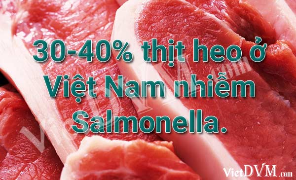 30-40% thịt heo ở Việt Nam nhiễm Salmonella.