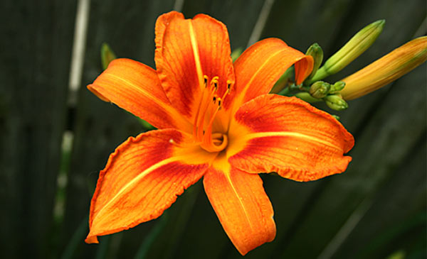 Daylily (Hemerocallis species)