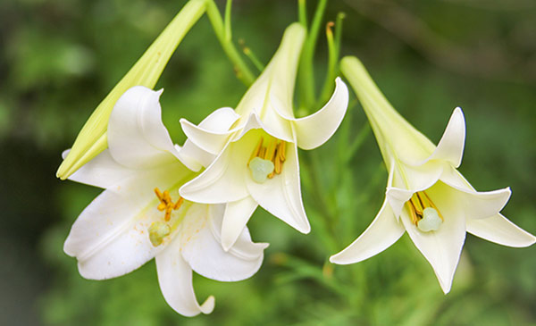 Easter Lily (Lilium longiflorum)