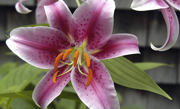 Stargazer Lily (Lilium orientalis)