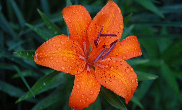 Tiger Lily (Lilium tigrinum)