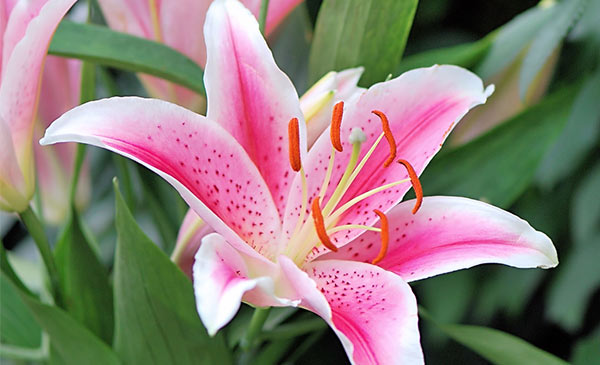 Japanese Lily (Lilium lancifolium)