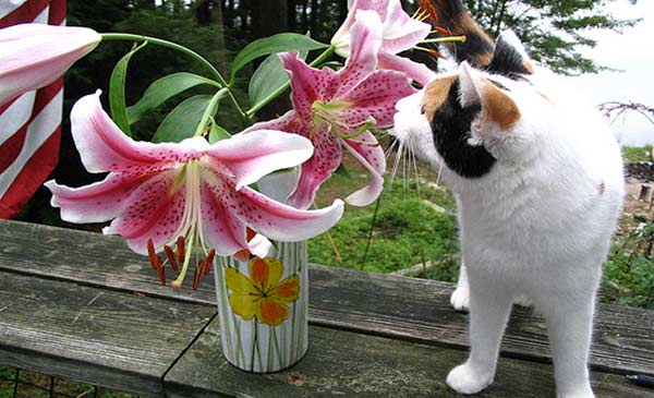 Hoa ly cực kỳ nguy hiểm đối với mèo