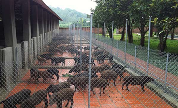 Chăn nuôi nông hộ nước ta nên chuyển hướng dần sang các mô hình chăn nuôi sinh học và tận dụng ưu thế lai các giống bản địa