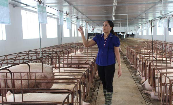 Chị Trịnh Thị Mý hộ chăn nuôi heo tại Quế Võ, Bắc Ninh cho biết, tại đây giá heo đang giảm xuống còn 22.000 đồng/kg/hơi. Trong khi đó, cách đây 3 ngày, giá heo tại Quế Võ đã lên được 24.000 đồng/kg hơi.