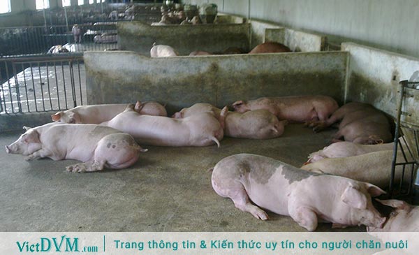 Giá heo hơi tại Đồng Nai cán mốc 28.000đ/kg