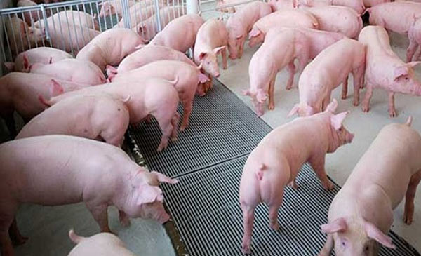Lợn của Việt Nam trước nay chỉ xuất khẩu tiểu ngạch sang Trung Quốc