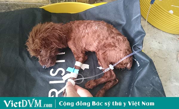 Giống chó Poodle thường mắc bệnh đường ruột