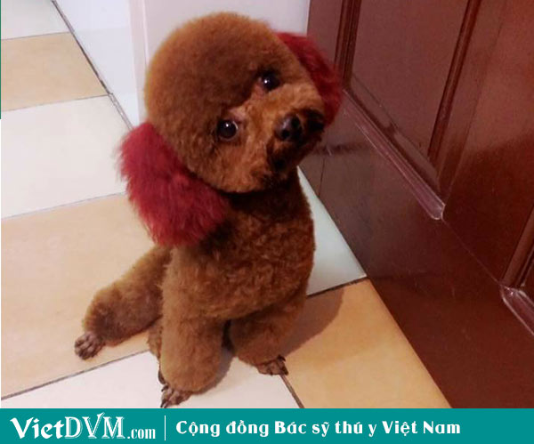 Chó Poodle có hôi không?