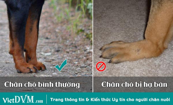  So sánh bàn chân chó bình thường và chó bị hạ bàn