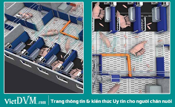 Khu vực đẻ với 2 loại ô chuồng có kích thước khác nhau.