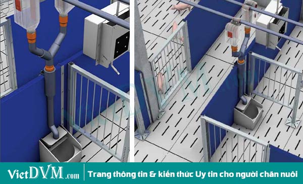  Trong mỗi ô chuồng đẻ có bố trí máng ăn tự động giúp cho người chăn nuôi có thể kiểm soát được lượng thức ăn ăn vào của heo nái.