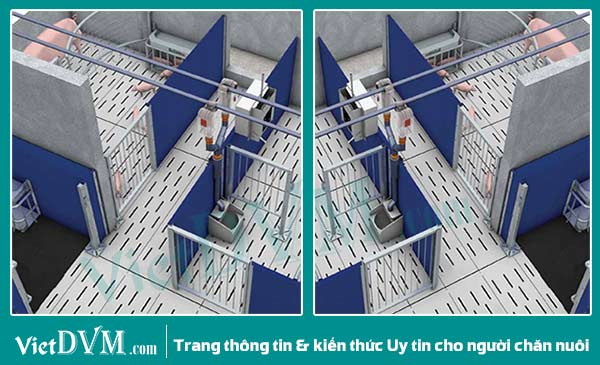 Heo mẹ và heo con được phân cách nhau bằng một hàng rào bảo vệ mở.