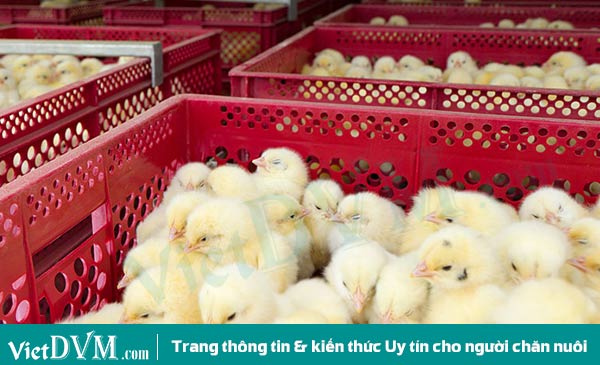 Phân biệt gà loại 1 và loại 2 theo tiêu chuẩn.