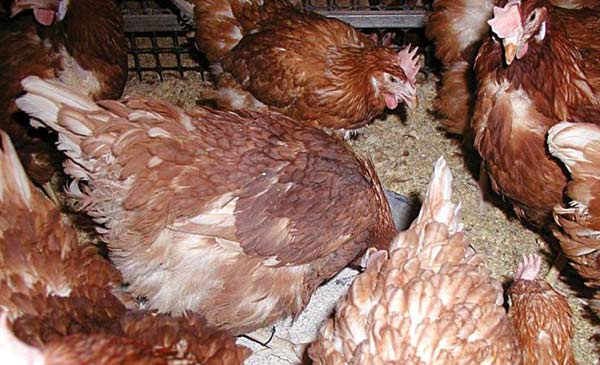 Hệ thống chuồng lồng tự do là cơ hội để bổ sung canxi tự do cho gà ngoài lượng canxi trong khẩu phần ăn (chúng thu nhận canxi tùy vào nhu cầu) thông qua vỏ sò.