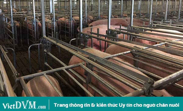 Những heo nái cai sữa trong tuần đang được chuẩn bị cho thụ tinh nhân tạo.