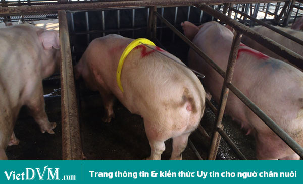 Một heo nái có vấn đề, nó quá non tuổi nên khi đứng trước heo đực thí tình nó vẫn ngủ.