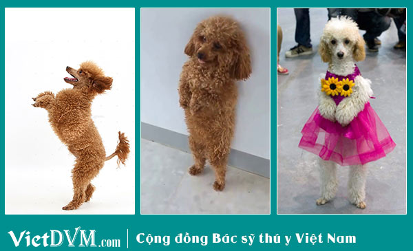 Huấn luyện Poodle đứng bằng 2 chân