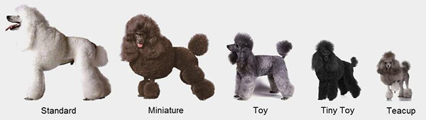 Kích cỡ giống chó poodle