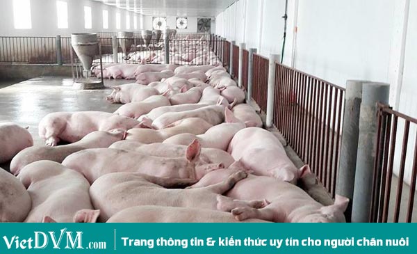 Sau nhiều cuộc giải cứu, giá heo hơi vẫn khó cán mốc 30.000 đ/kg