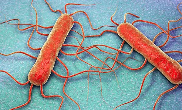 Vi khuẩn Listeria monocytogenes.