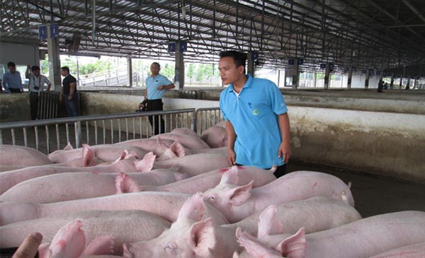 Giá heo hơi tăng cao, việc tiêu thụ của bà con đã thuận lợi hơn trước. 