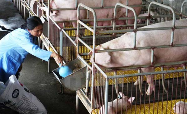 Giá lợn hơi hôm nay và giá lợn giống đều tăng cao nên nông dân nhiều nơi đang tích cực đẩy mạnh chăm sóc đàn lợn. Ảnh: T.L Giá lợn hơi hôm nay và giá lợn giống đều tăng cao nên nông dân nhiều nơi đang tích cực đẩy mạnh chăm sóc đàn lợn. Ảnh: T.L